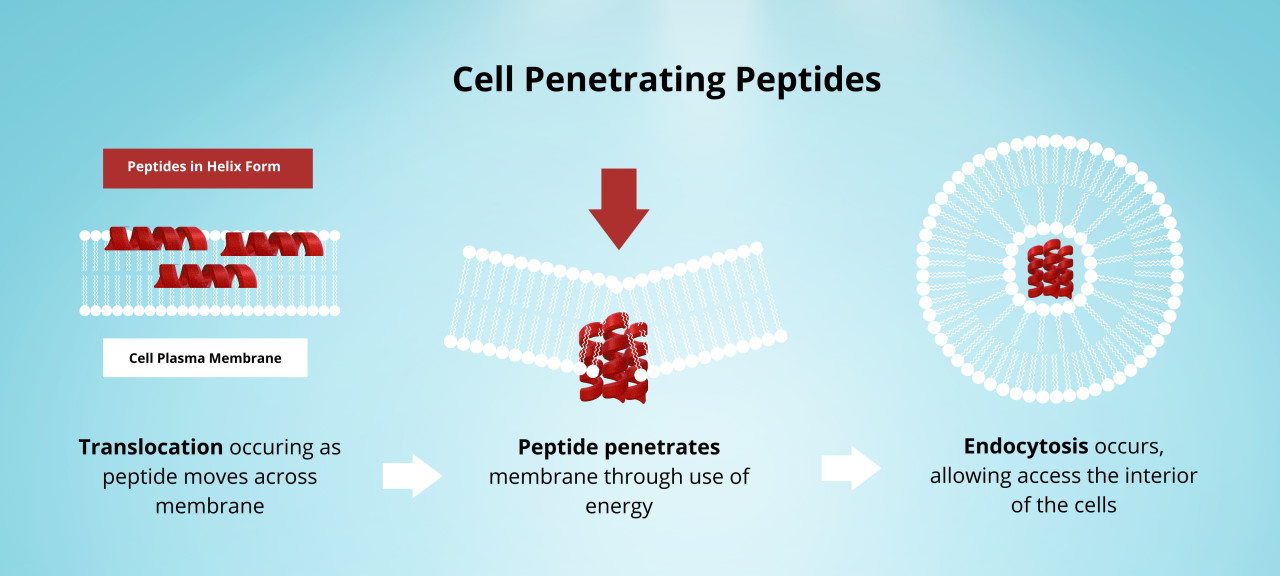 cell penetrating peptides